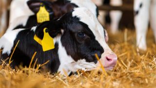 Vets to update on BVD at cross-border public meeting