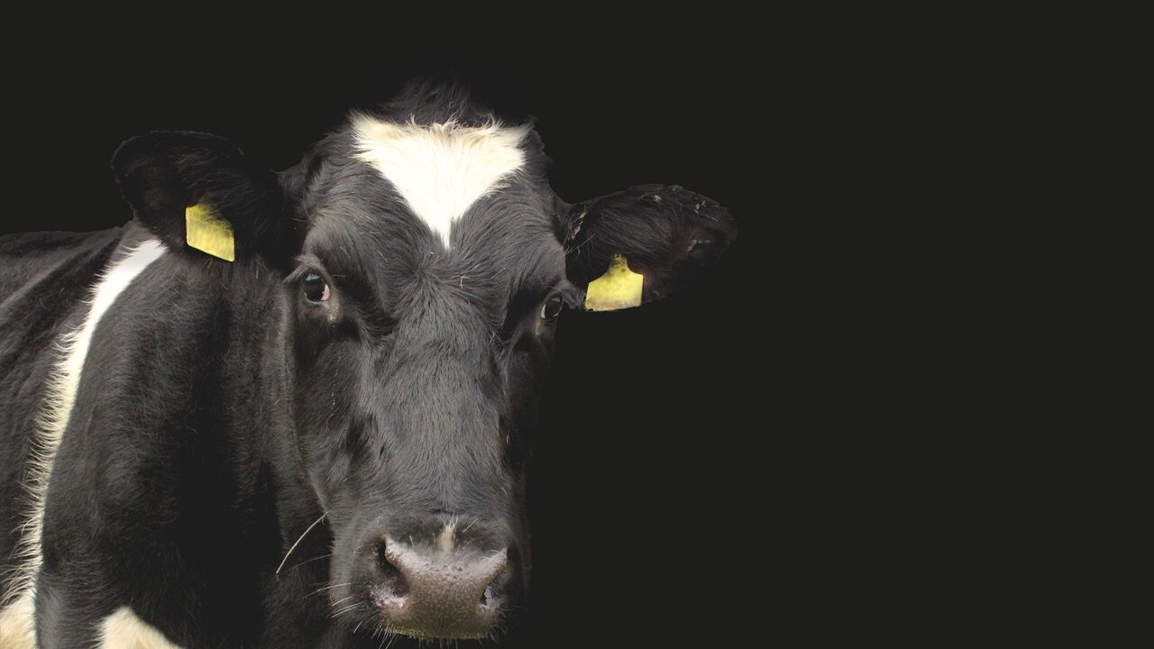 Reduced BVD restriction threshold from June in NI