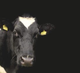 Reduced BVD restriction threshold from June in NI