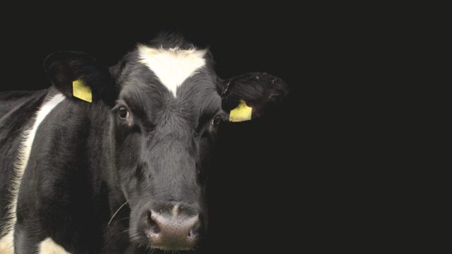 Reduced BVD restriction threshold from June in NI