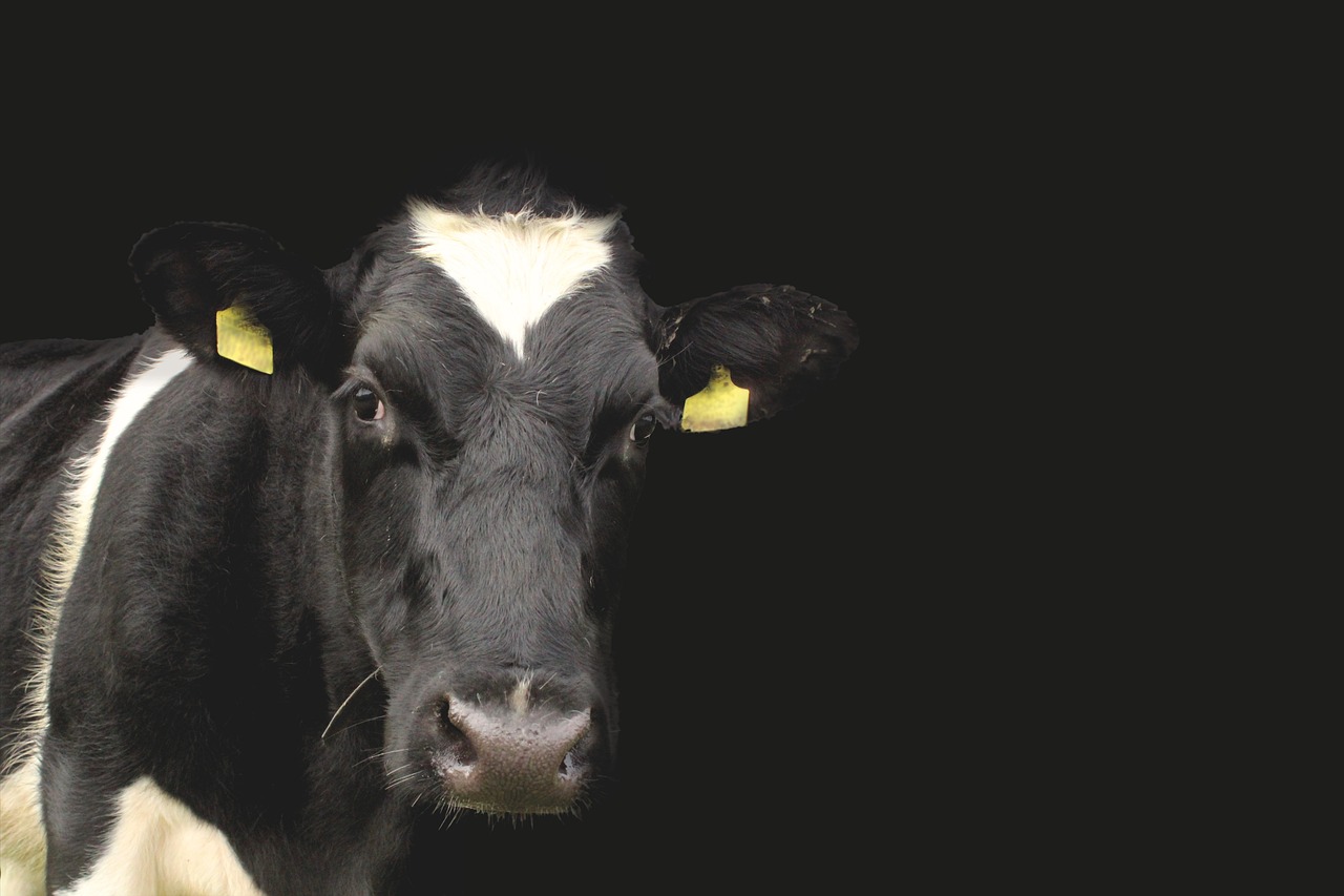 Reduced BVD restriction threshold from June in NI