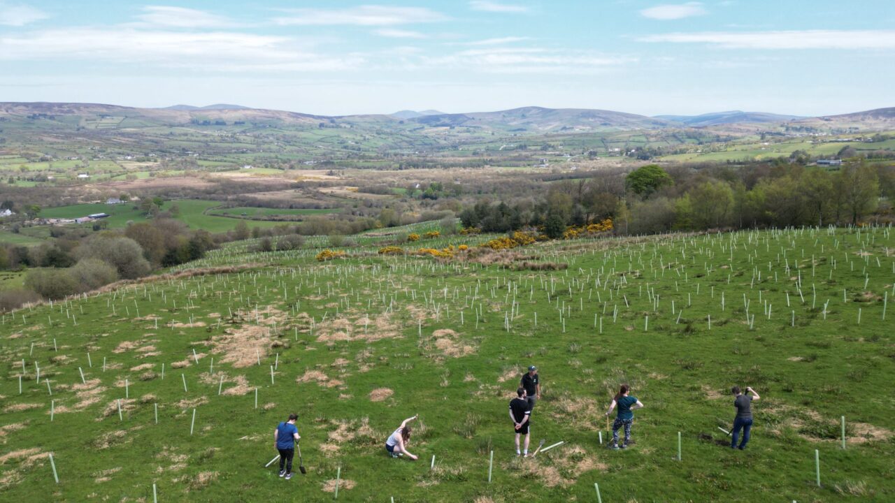Work underway to restore rare temperate rainforest in Tyrone