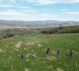 Work underway to restore rare temperate rainforest in Tyrone