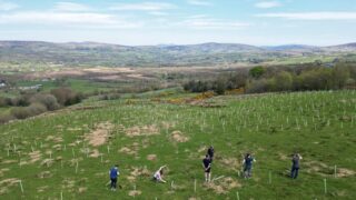 Work underway to restore rare temperate rainforest in Tyrone
