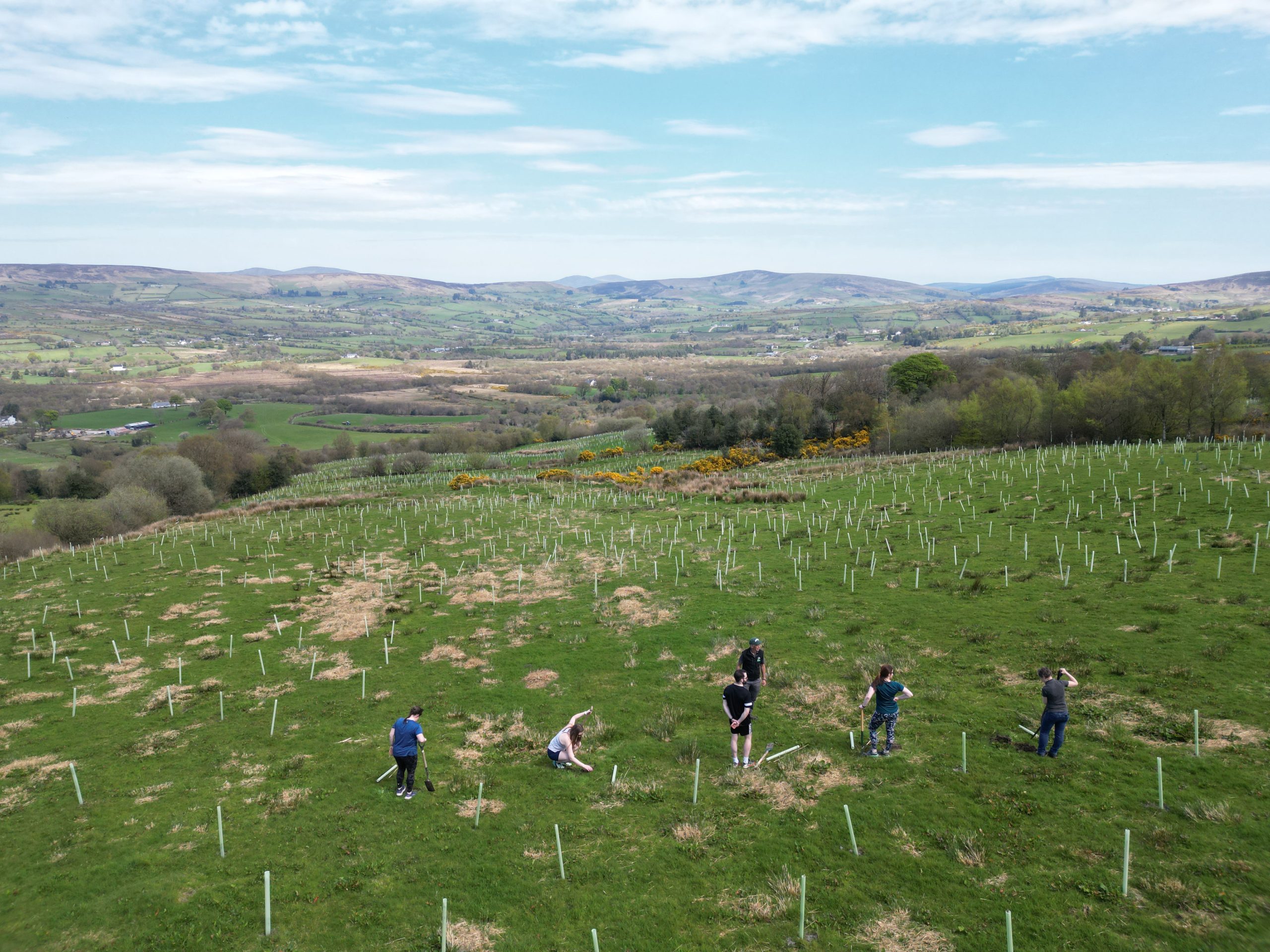 Work underway to restore rare temperate rainforest in Tyrone