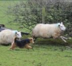 Dog owner fined after 35 sheep killed on Suffolk farm