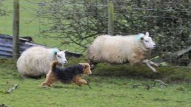 Dog owner fined after 35 sheep killed on Suffolk farm