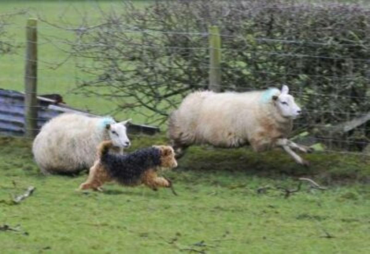 agriland.co.uk - Conor Galligan - Dog owner fined after 35 sheep killed on Suffolk farm