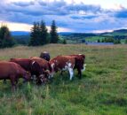 Dairy Focus: Making best use of grazing land on a Norway farm