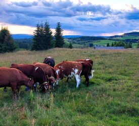 Dairy Focus: Making best use of grazing land on a Norway farm