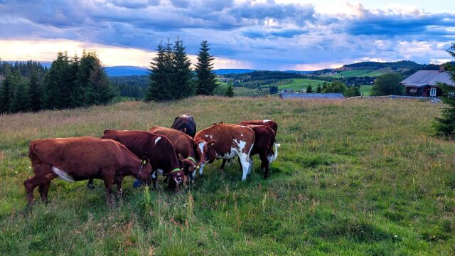 Dairy Focus: Making best use of grazing land on a Norway farm