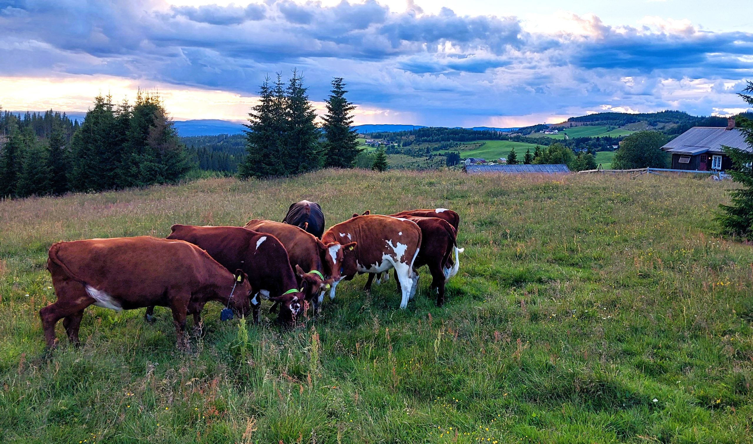 Dairy Focus: Making best use of grazing land on a Norway farm