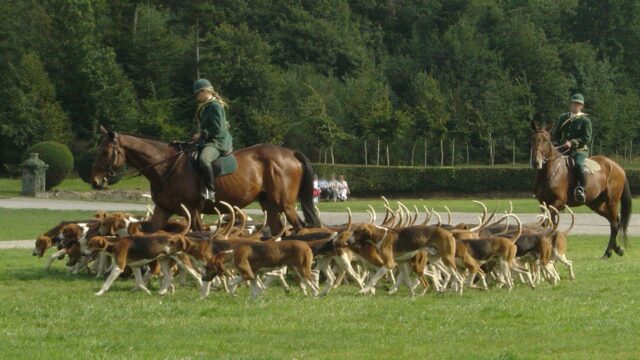 ‘No justification’ to ban hunting with dogs – Countryside Alliance