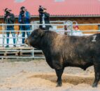 Romania set to host 2026 European Angus Forum next week