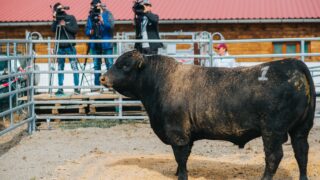 Romania set to host 2026 European Angus Forum next week
