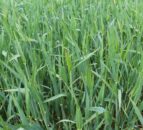 Can cool, dry spring conditions coalesce to boost winter cereal yields?