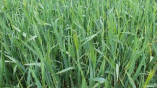 Can cool, dry spring conditions coalesce to boost winter cereal yields?