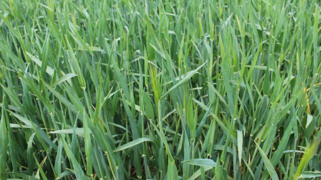 Can cool, dry spring conditions coalesce to boost winter cereal yields?