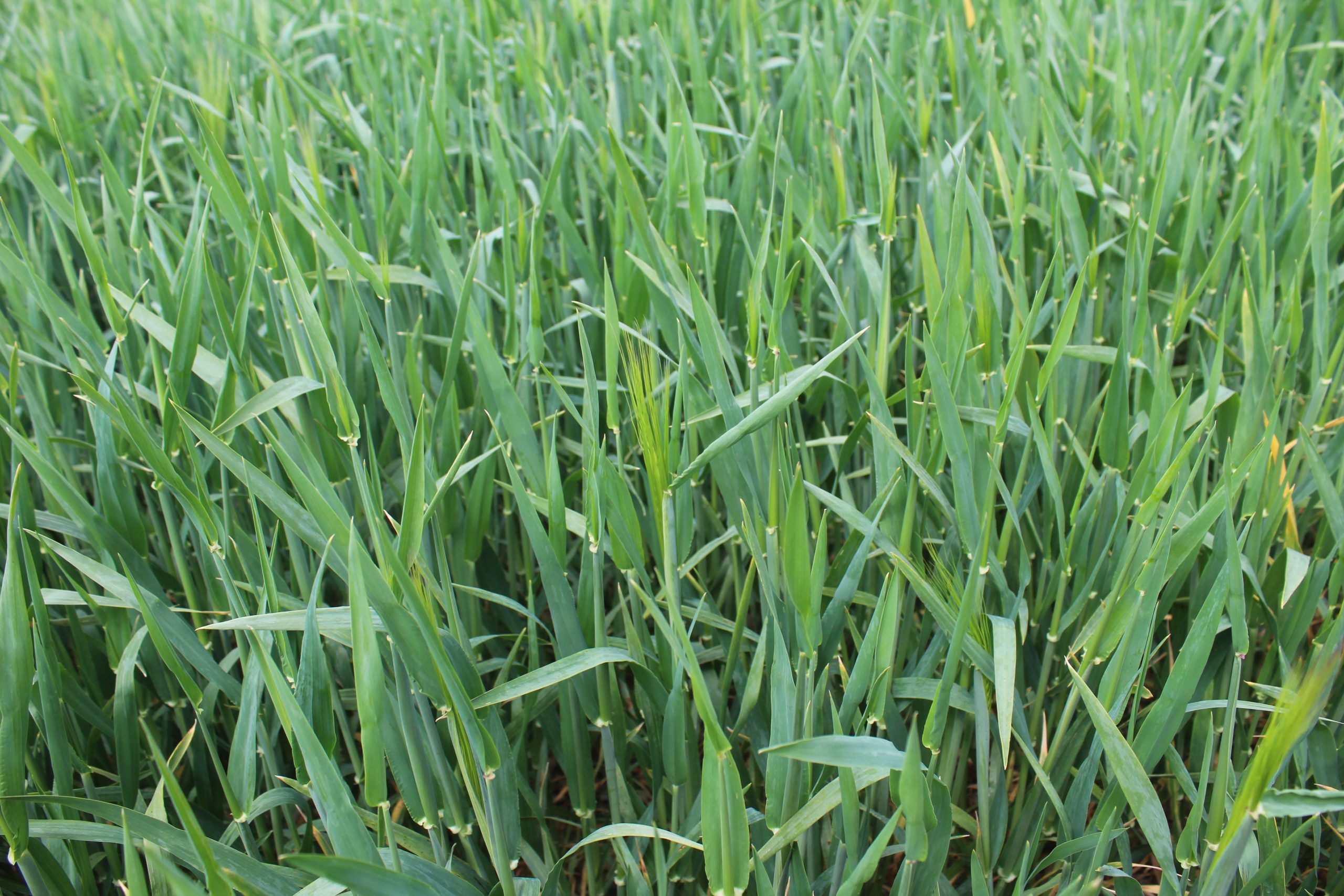 Moisture stress reportedly becoming an issue in European crops