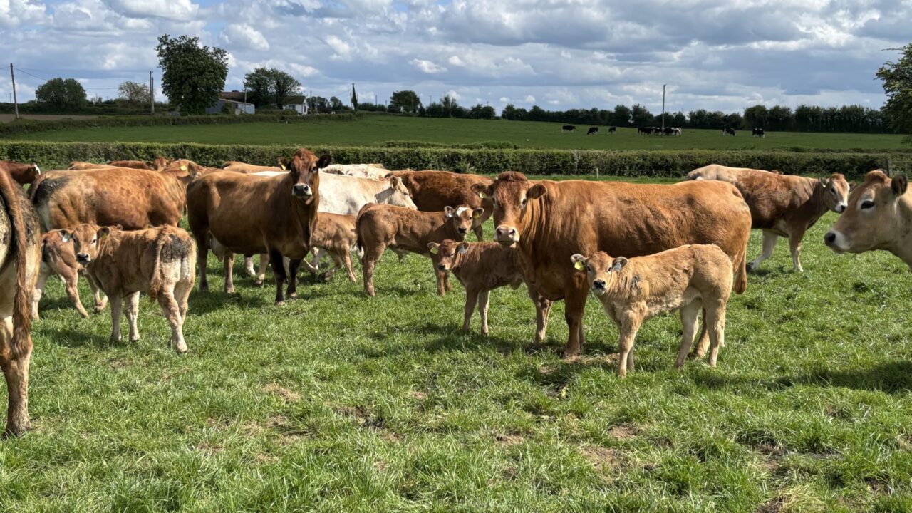 Advice for farmers vaccinating breeding cattle for bluetongue