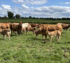 Advice for farmers vaccinating breeding cattle for bluetongue