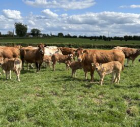Advice for farmers vaccinating breeding cattle for bluetongue