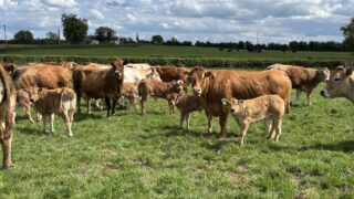 Advice for farmers vaccinating breeding cattle for bluetongue