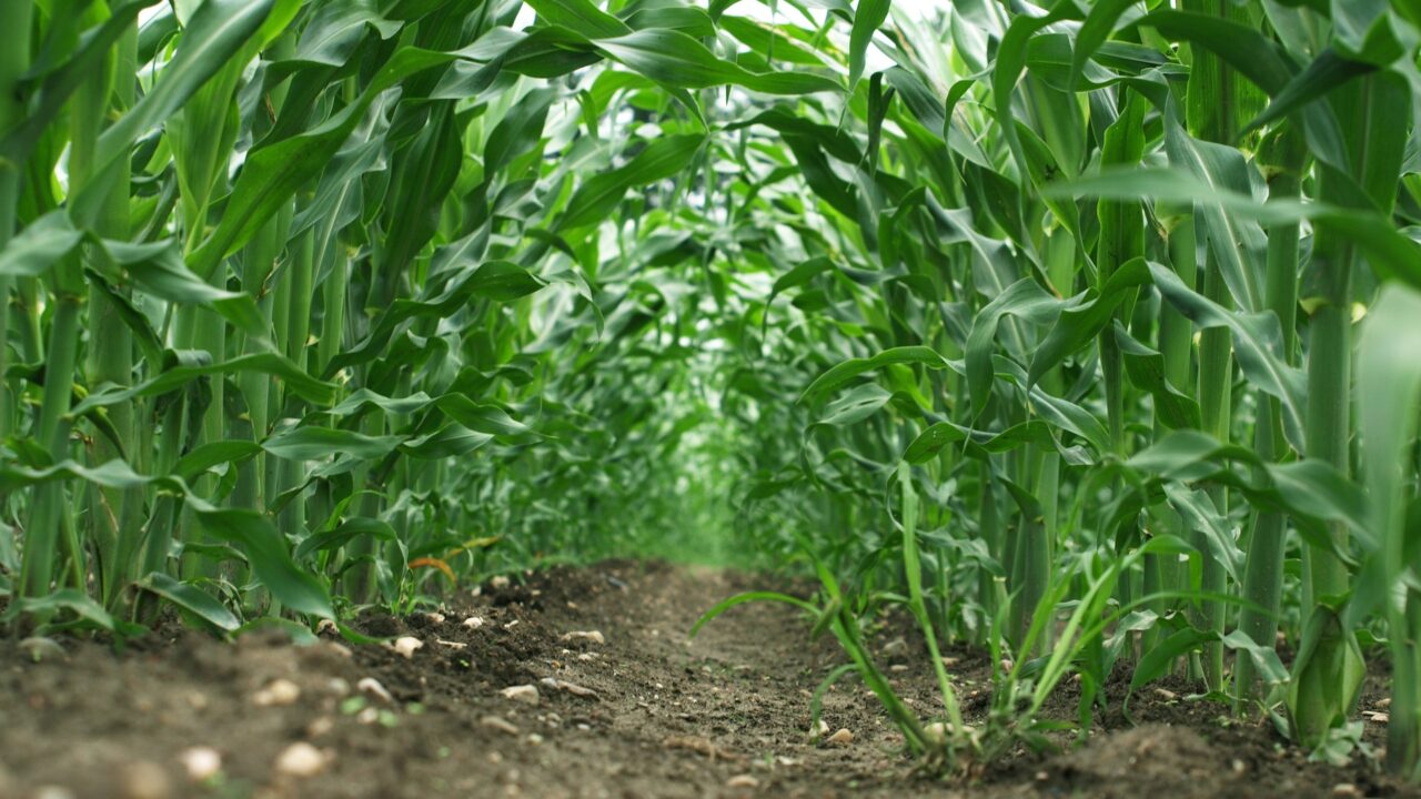 Maize and potato drilling advancing across Europe