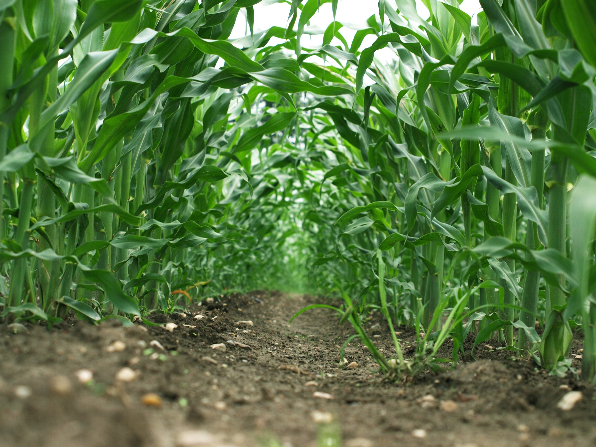 Maize and potato drilling advancing across Europe
