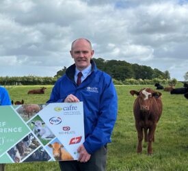 CAFRE and UFU to host beef conference and farm visit