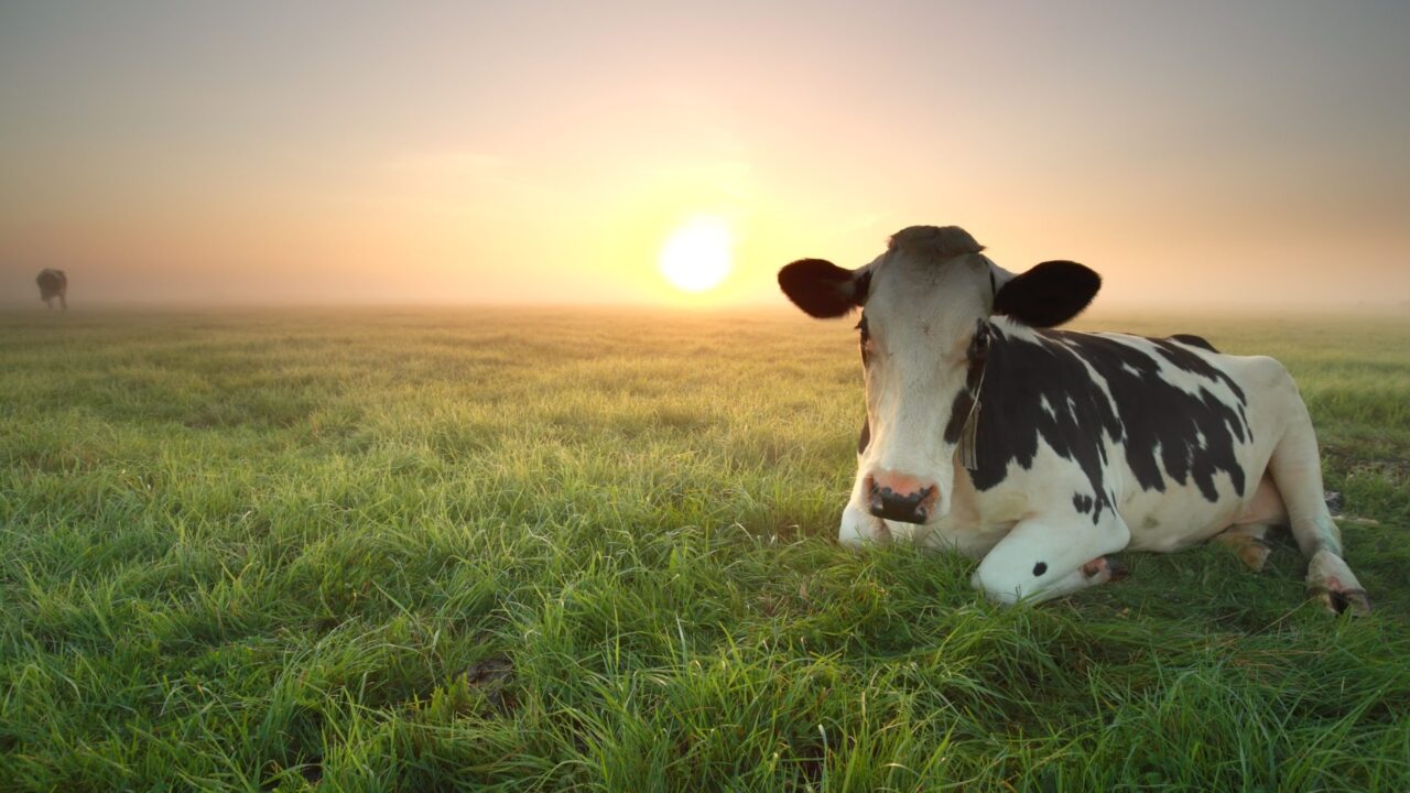 Eradicating BVD across island of Ireland ‘priority’ for stakeholders