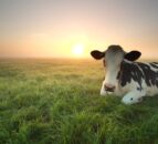 Eradicating BVD across island of Ireland ‘priority’ for stakeholders