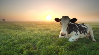 Eradicating BVD across island of Ireland ‘priority’ for stakeholders