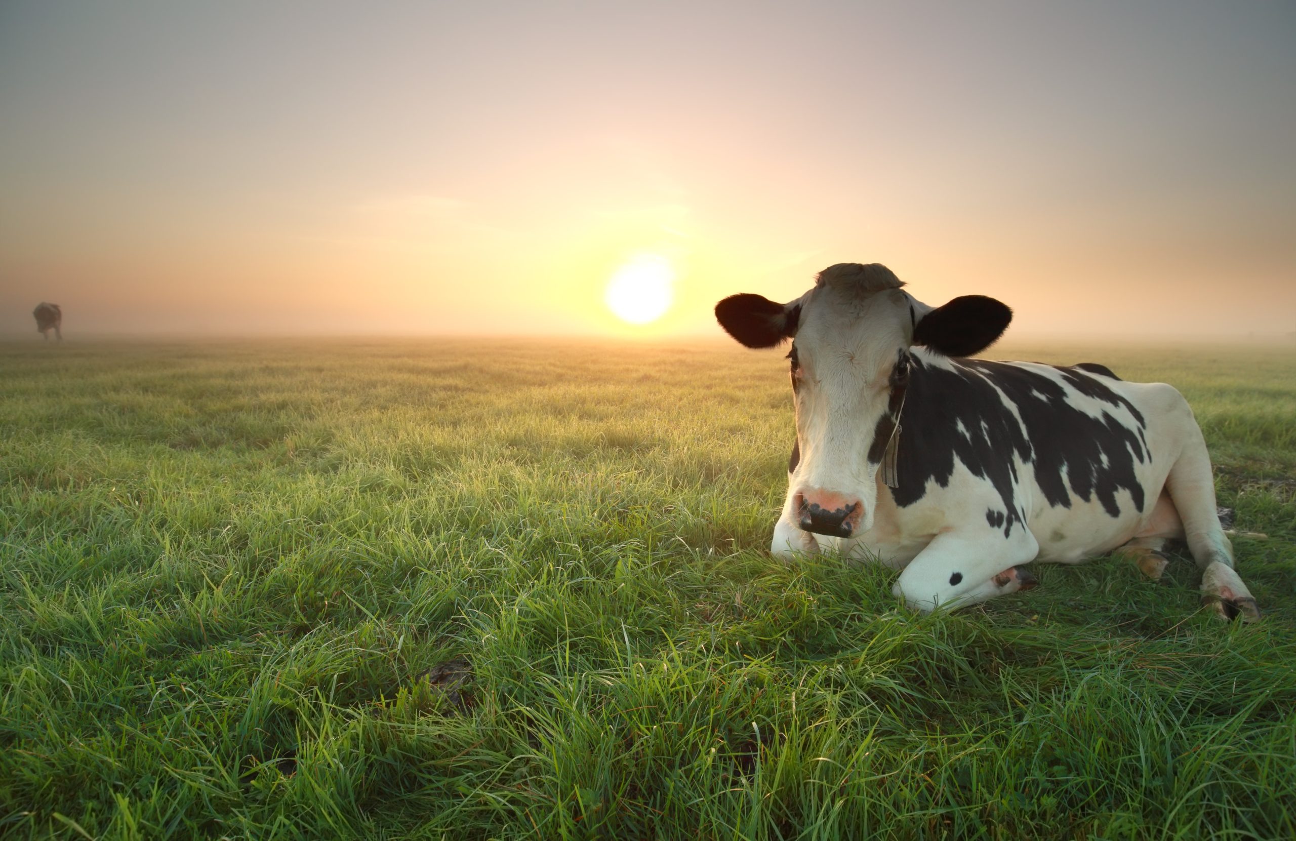 Eradicating BVD across island of Ireland ‘priority' for stakeholders