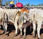 South Africa FMD crisis escalates as cows reinfected after vaccination