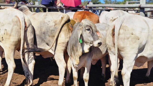 South Africa FMD crisis escalates as cows reinfected after vaccination