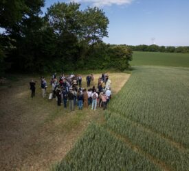 Diageo backs global framework to ‘scale regenerative agriculture’