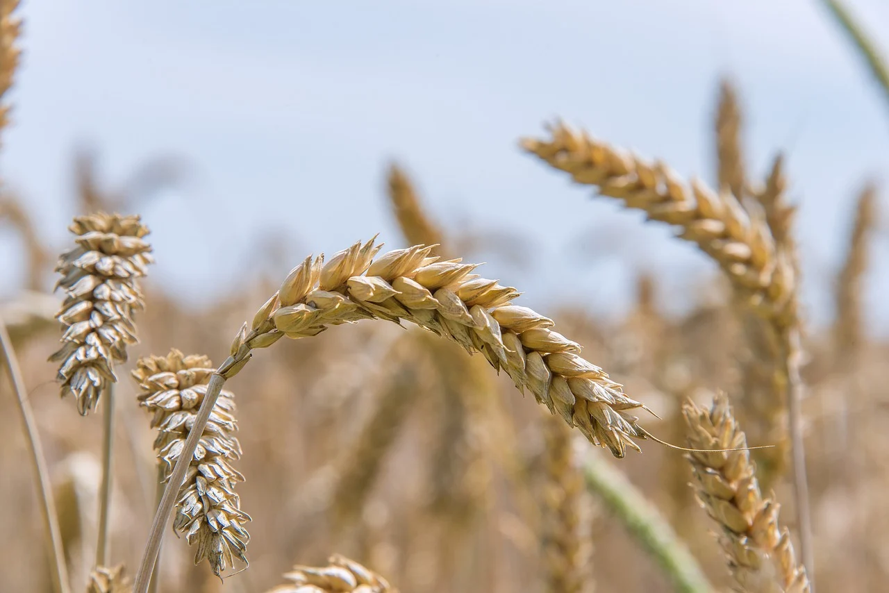 UK govt warned fuel crisis may lead to ‘crops rotting in fields’