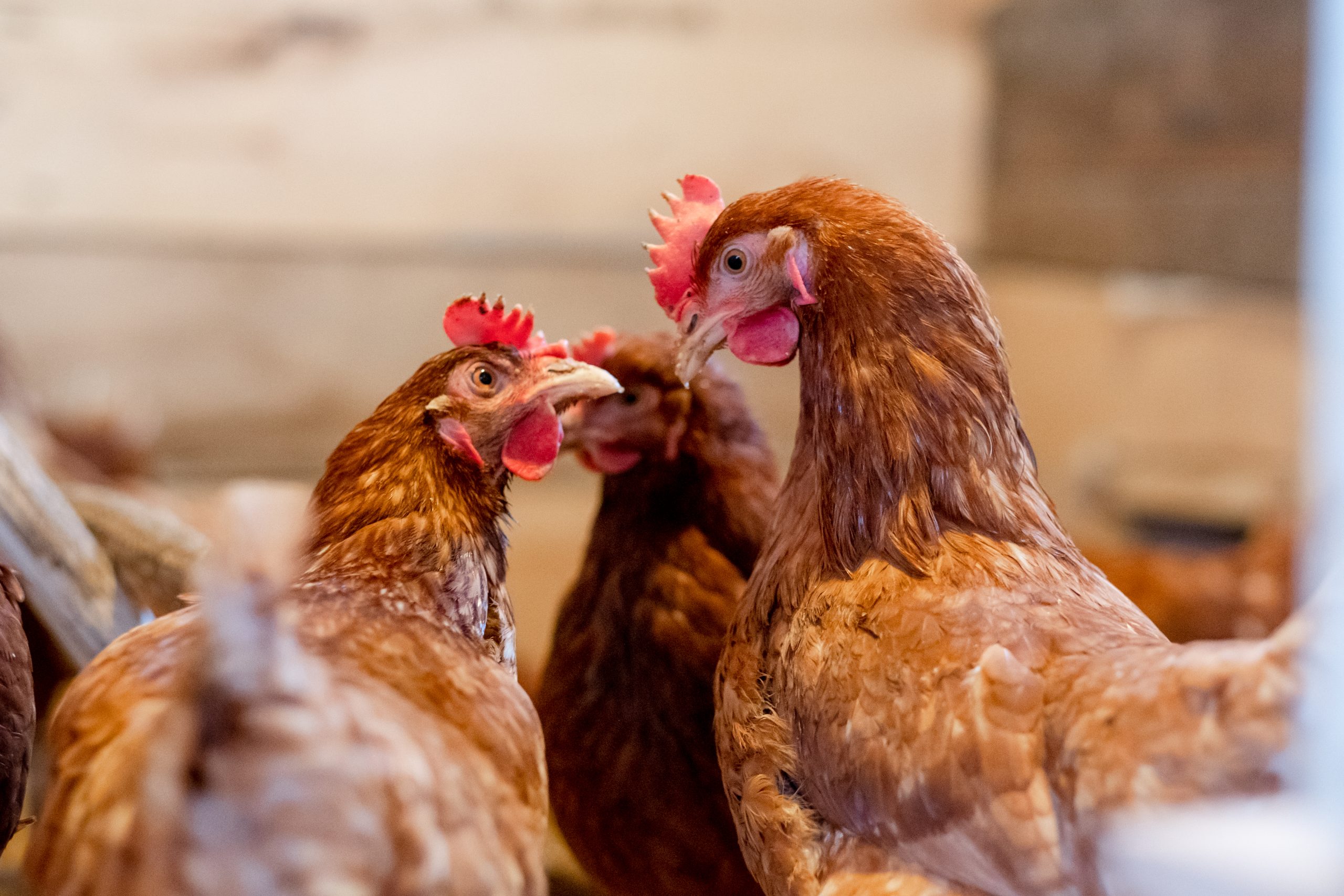 DAERA issues reminder of marketing and welfare requirements for eggs