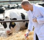 New study highlights ‘essential yet often unseen’ role of vets