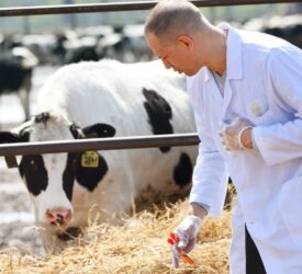New study highlights ‘essential yet often unseen’ role of vets