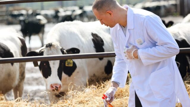 New study highlights ‘essential yet often unseen’ role of vets