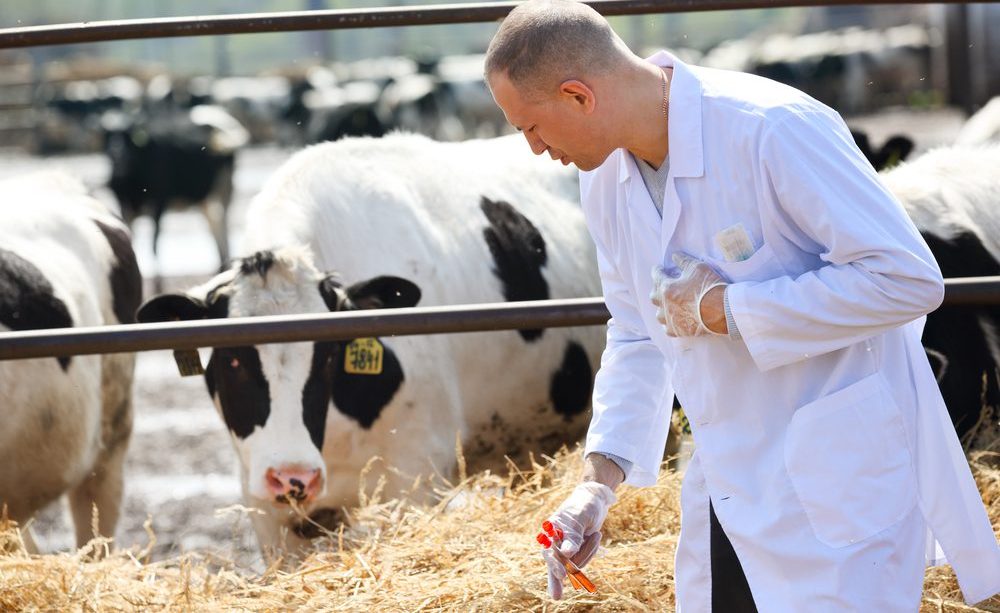 New study highlights ‘essential yet often unseen’ role of vets