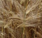 Barley continues to feature heavily in GB livestock rations