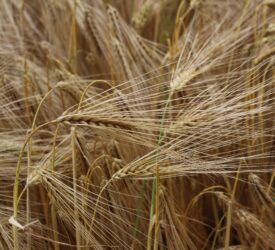 Barley continues to feature heavily in GB livestock rations