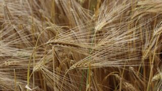Barley continues to feature heavily in GB livestock rations