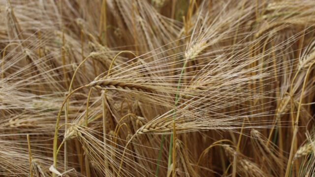 Barley continues to feature heavily in GB livestock rations