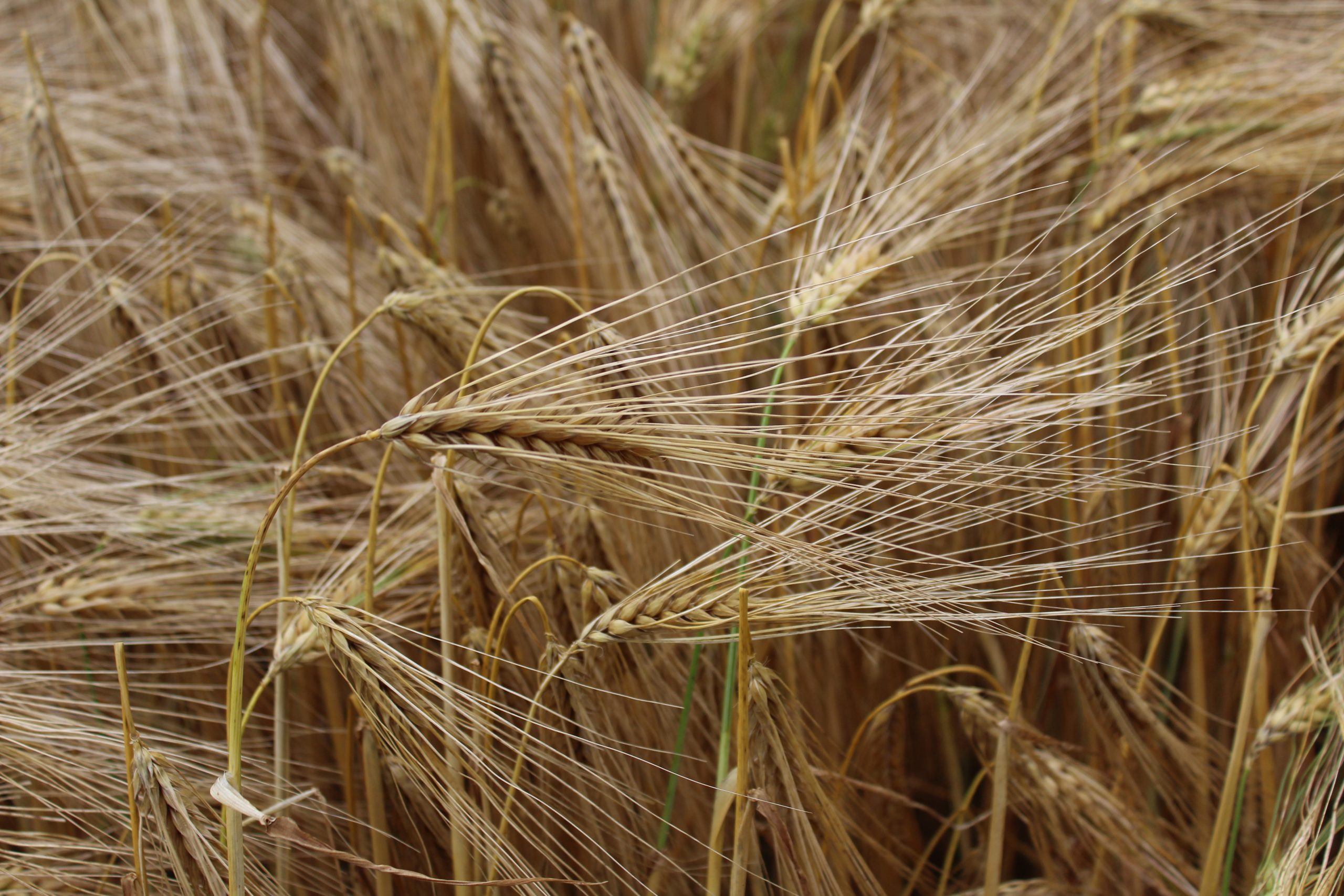 Barley continues to feature heavily in GB livestock rations