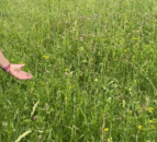 Defra reveals 'near-final' SFI scheme details for 2026