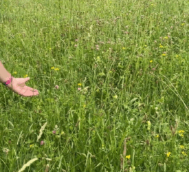 Defra reveals ‘near-final’ SFI scheme details for 2026